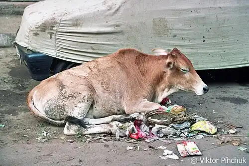 Священное животное (Индия) Фото сделано в творческой поездке в Индию