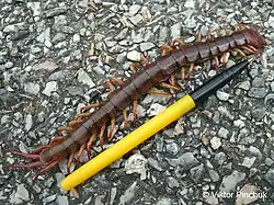 Кольчатая сколопендра (Таиланд) Фото сделано в Папуасской экспедиции