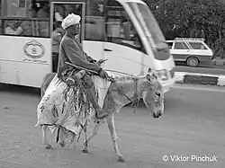 Кто быстрее? (Асуан, Египет, 2010) Фото сделано в Третьей афровылазке