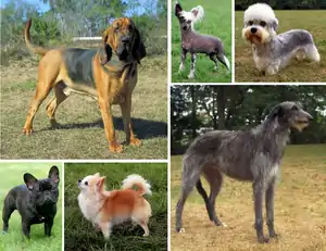 Image 36Montage showing the morphological variation of the dog. (from Dog breed)