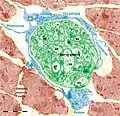 Figure 18. Rat jejunum muscularis mucosa. The photo is a colour-enhanced digital micrograph of a black and white transmission electron microscopy image. A blue telopode of 14.2&nbsp;µm in the section plane is illustrated around a nerve ending (green) between smooth muscle cells (brown).
