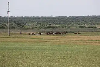 Поля возле села Кулаково