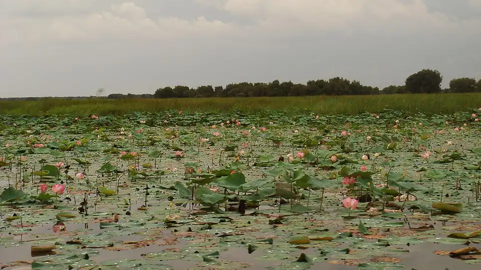 Лотосовое поле на равнине в провинции Лонган