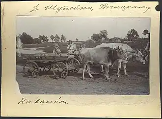 Деревня Шупейки, на волах, 1912 год