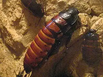 Gromphadorhina portentosa