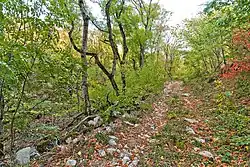 Агармышский лес