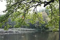 Пруд в Александрийском парке