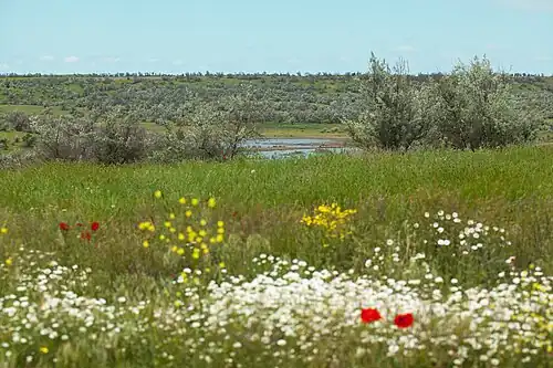 Ландшафт низменности: степь