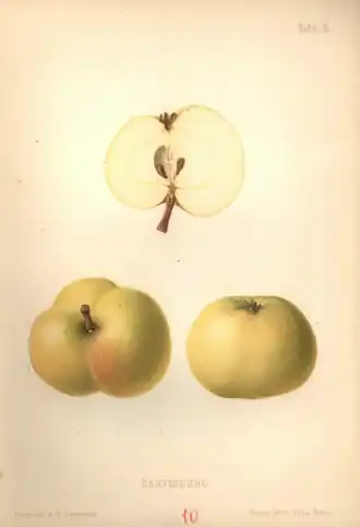 Бабушкино. «Атлас плодов» под редакцией Адама Гребницкого, 1906