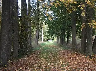 Батово, центральная аллея парка