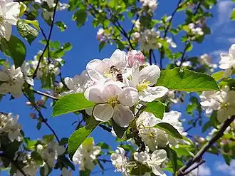 Майские дни