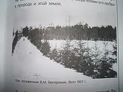 Еловая аллея В. М. Бехтерева