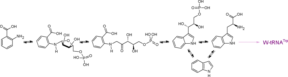 Путь биосинтеза протеиногенной аминокислоты триптофана
