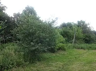 Большеивановский парк