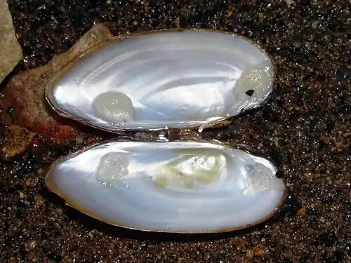 Перламутровый слой с внутренней стороны раковин Перловицы обыкновенной