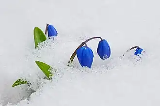 Пролеска под снегом