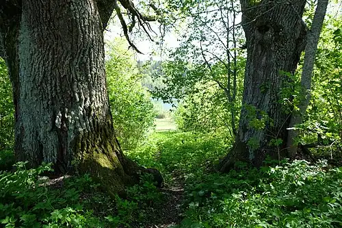 Вид на озеро от барского дома, 2016 год