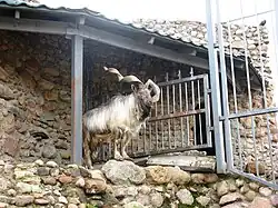 Самец винторогового козла, или мархура(Capra falconeri), вид внесён в Красную книгу МСОП