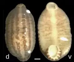 Под буквой d изображение спинной (dorsal) стороны, под буквой v — брюшной (ventral). Шкала изображает отрезок в 1 мм.