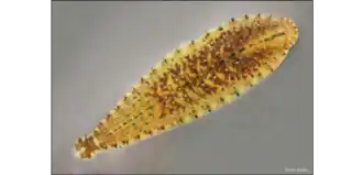 Внешний облик типового вида Hemiclepsis marginata со спинной стороны