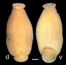 Под буквой d изображение спинной (dorsal) стороны, под буквой v — брюшной (ventral). Шкала изображает отрезок в 1 мм.