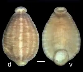 Под буквой d изображение спинной (dorsal) стороны, под буквой v — брюшной (ventral). Шкала изображает отрезок в 1 мм.