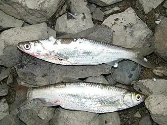 Востробрюшки, пойманные в Амуре.