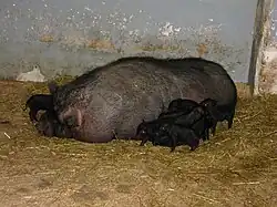 Вьетнамская вислобрюхая свинья (Sus scrofa domesticus) с потомством