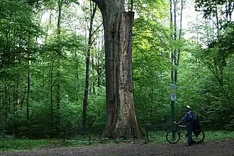 столетний дуб