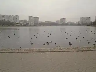 Кряквы в воде Гольяновского пруда