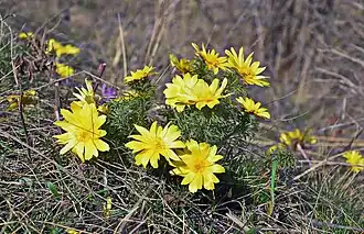 Горицве́т весенний