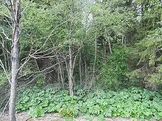 Гостилицкий заказник