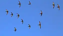 Групповой полёт стаи чёрных стрижей.