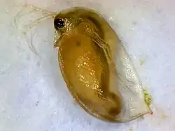  Дафния под микроскопом