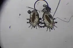 две самки клеща Myocoptes musculinus в проходящем свете микроскопа