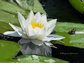 Кувшинка белая на просторах малых рек