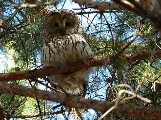 Длиннохвостая неясыть