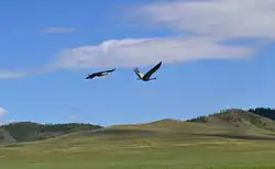 Журавли в Джидинской долине