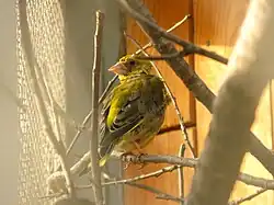 Зеленушка (Carduelis chloris)