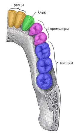 Коренные зубы правой половины нижней зубной арки. Вид сверху.