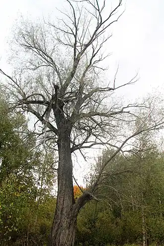 село Утяжкино - «Ветла Марии» — возраст 174 года на 2018 г., памятник живой природы.