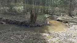 Ильма весной