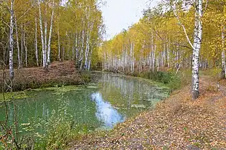 Дренажный канал в районе Отарского леса: вид с левого берега