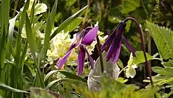 Кандык Сибирский