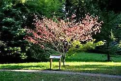  Клён виноградолистный из ботанического сада Петра Первого