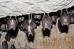 Колония летучих мышей