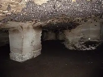 Колония летучих мышей