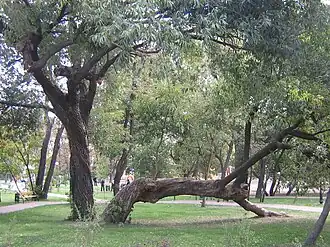 Уголок парка «Кристерова горка» в Киеве