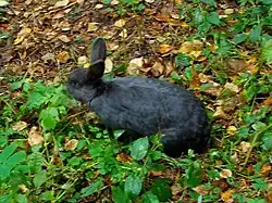 Кролик из мини-зоопарка