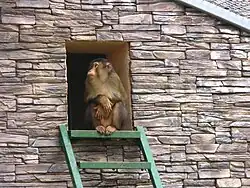 Лапундер, или свинохвостый макак (Macaca nemestrina), вид внесён в Красную книгу МСОП